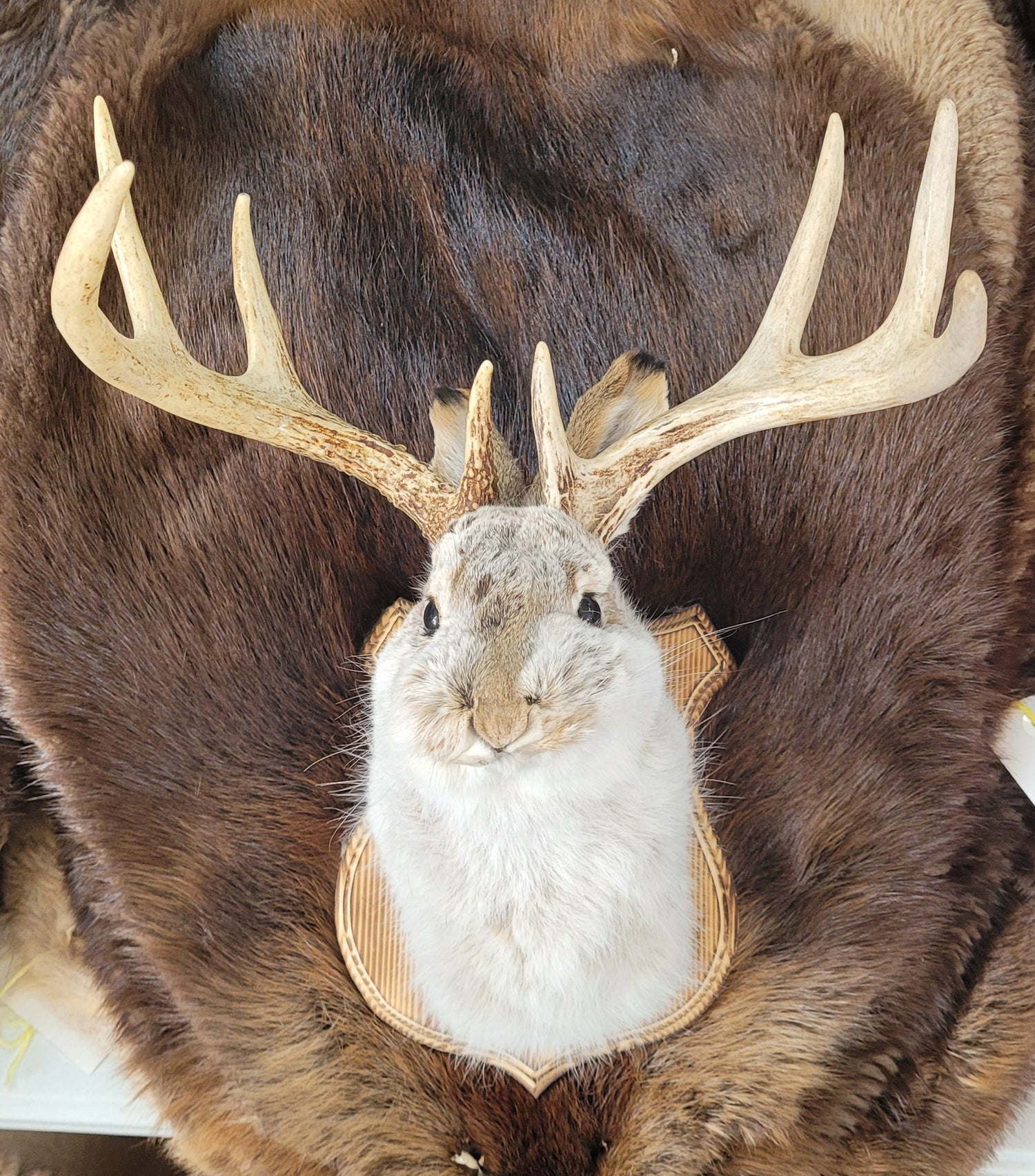 Jackalopes