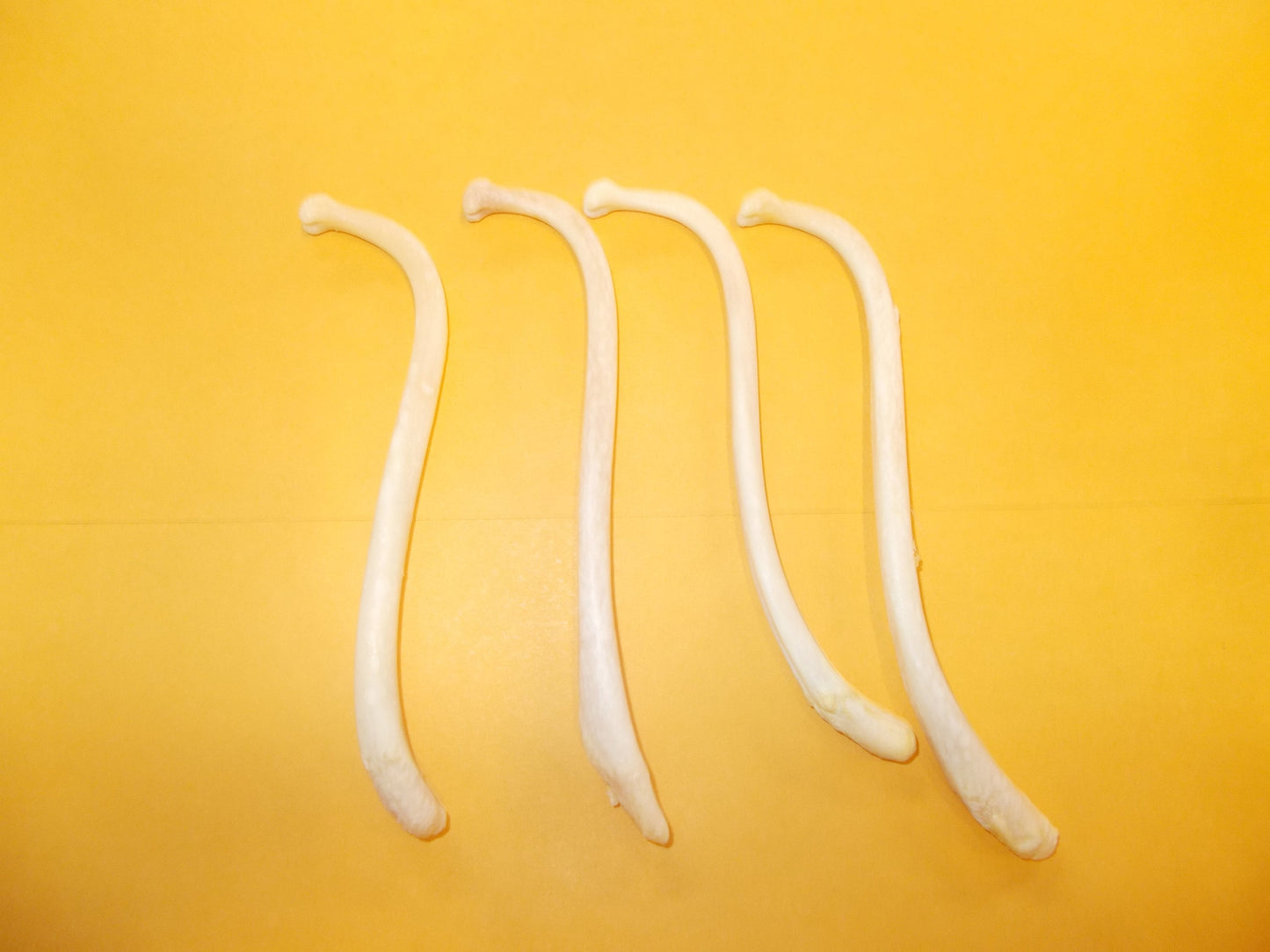 4 Ex large Baculum Oosik, Raccoon Penis Bone Mountain Man Toothpick Peroxided