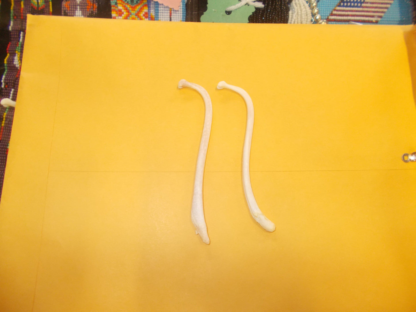2 Ex large Baculum Oosik, Raccoon Penis Bone Mountain Man Toothpick Peroxided