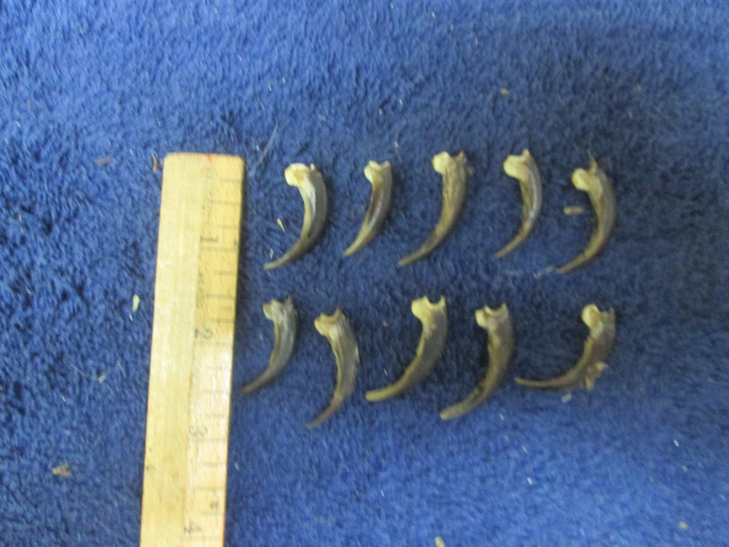 10 Real Nice Large Porcupine Claws Great For Crafts