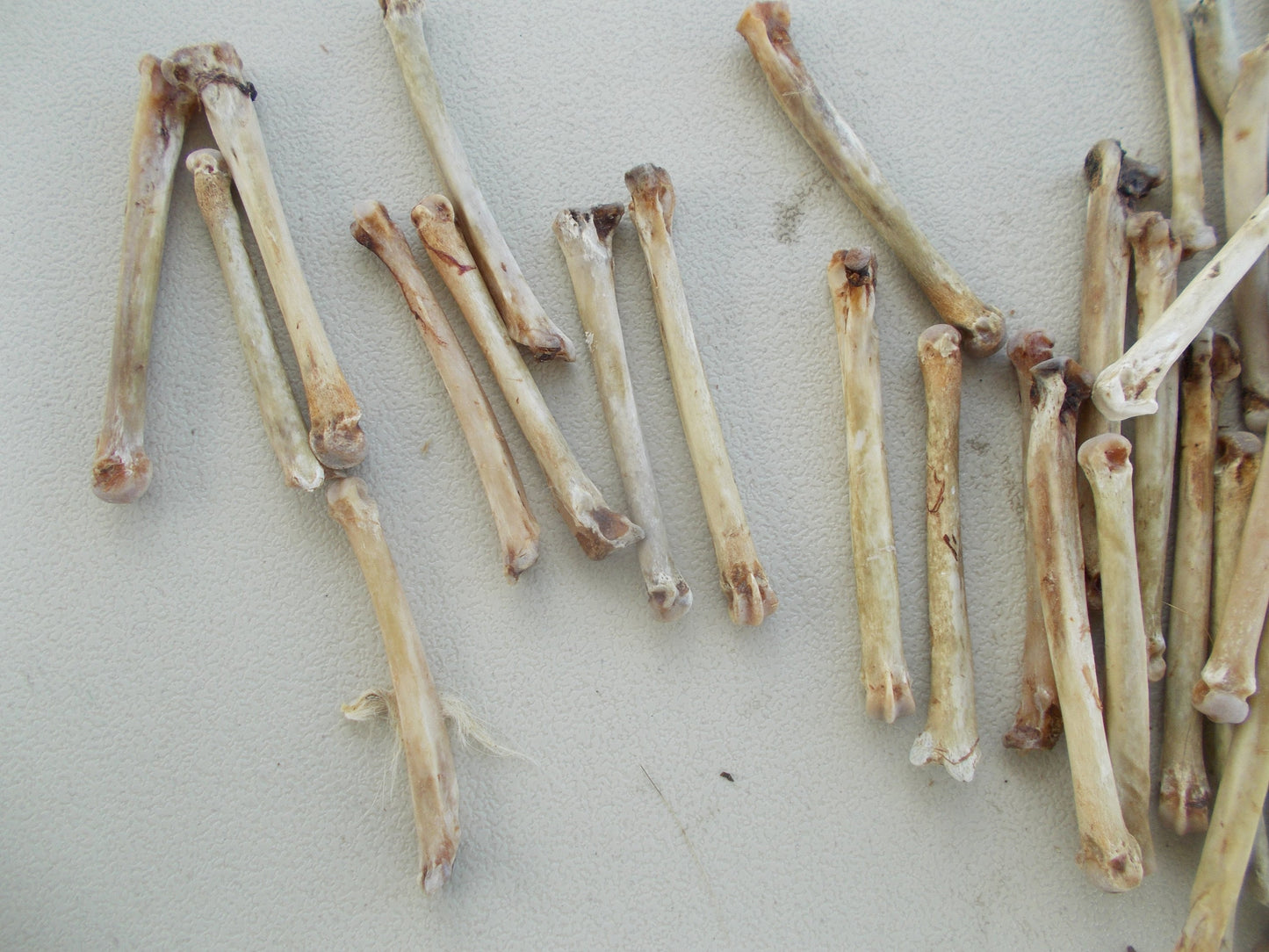75 Coyote toe Bones From Montana Coyote Great For Crafts cleaned and left natural