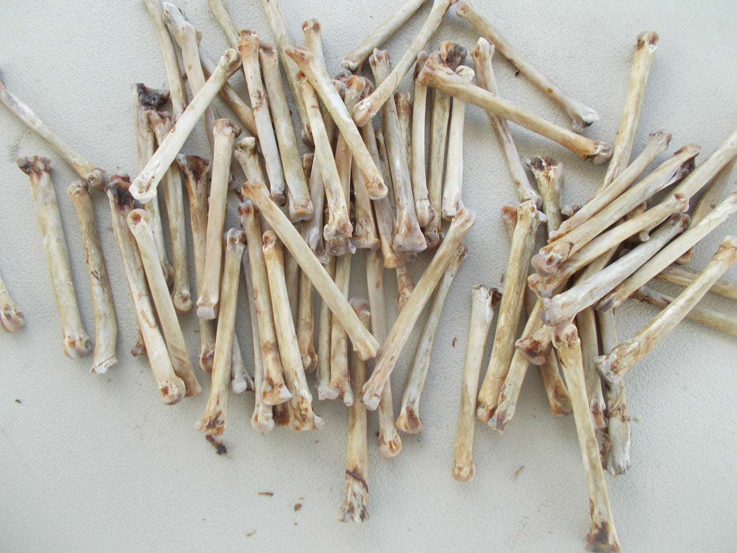 75 Coyote toe Bones From Montana Coyote Great For Crafts cleaned and left natural