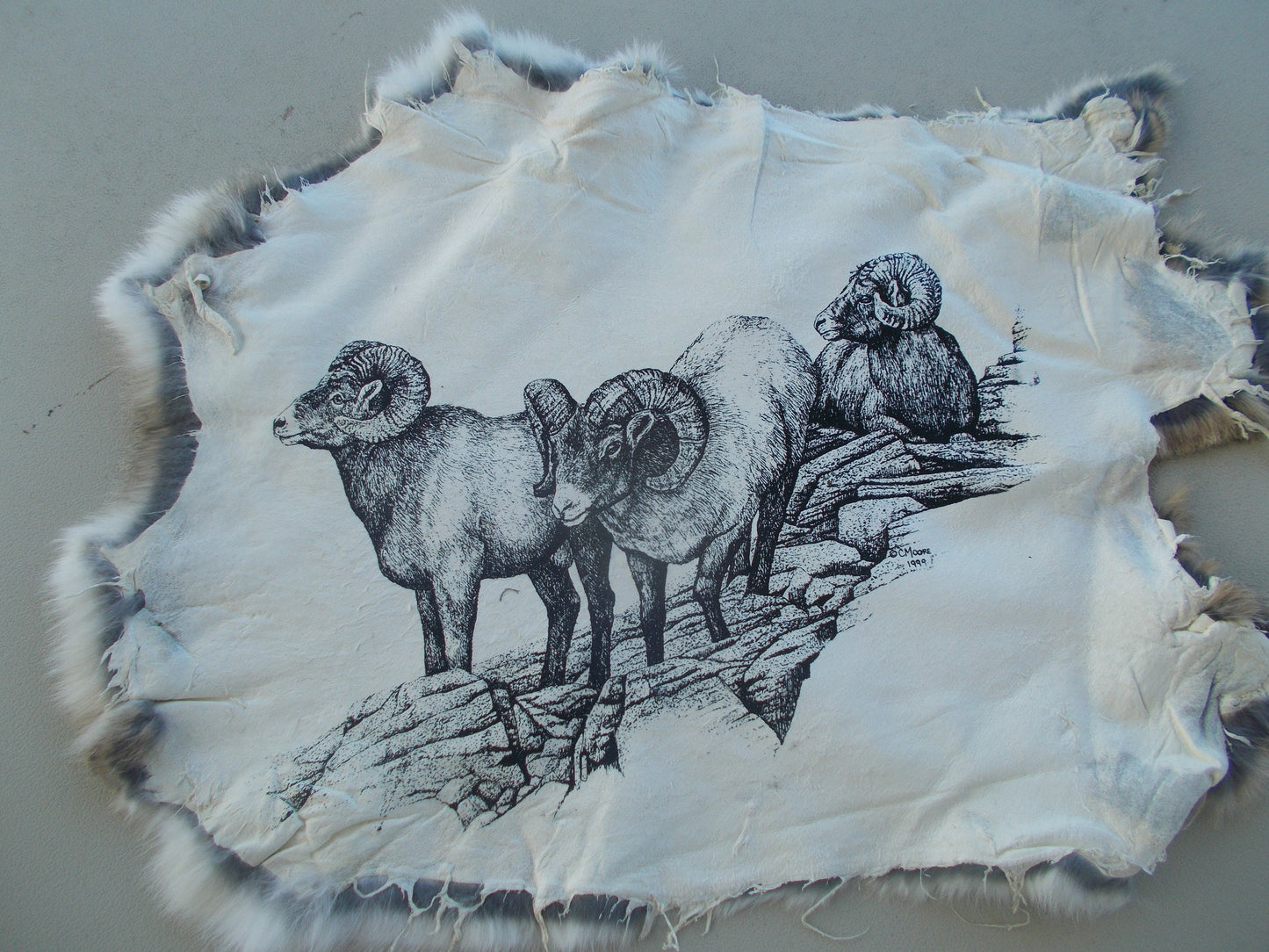 Real nice, printed big horn sheep print on brownish grey rabbit fur measures 15" x 13"