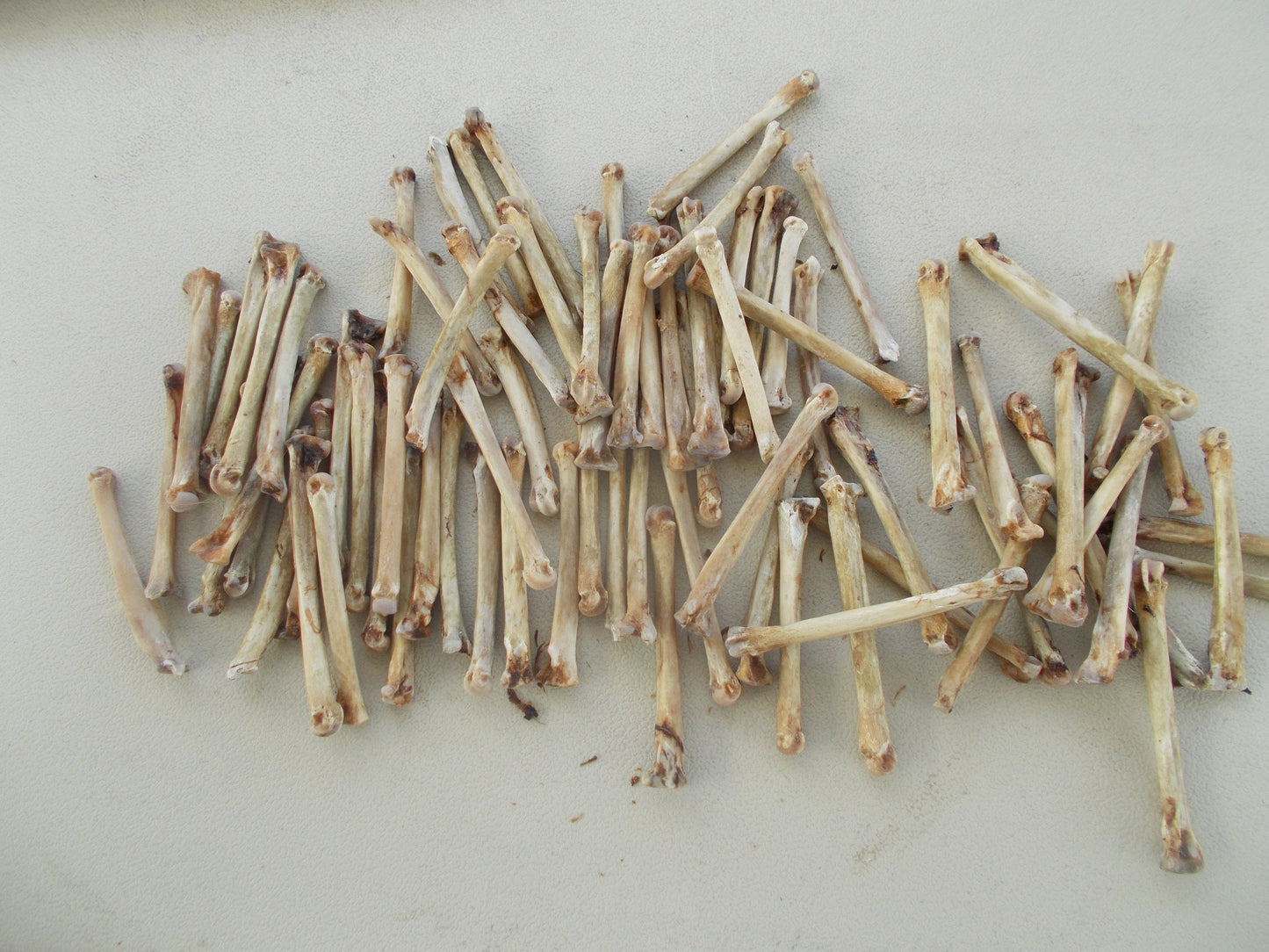 75 Coyote toe Bones From Montana Coyote Great For Crafts cleaned and left natural
