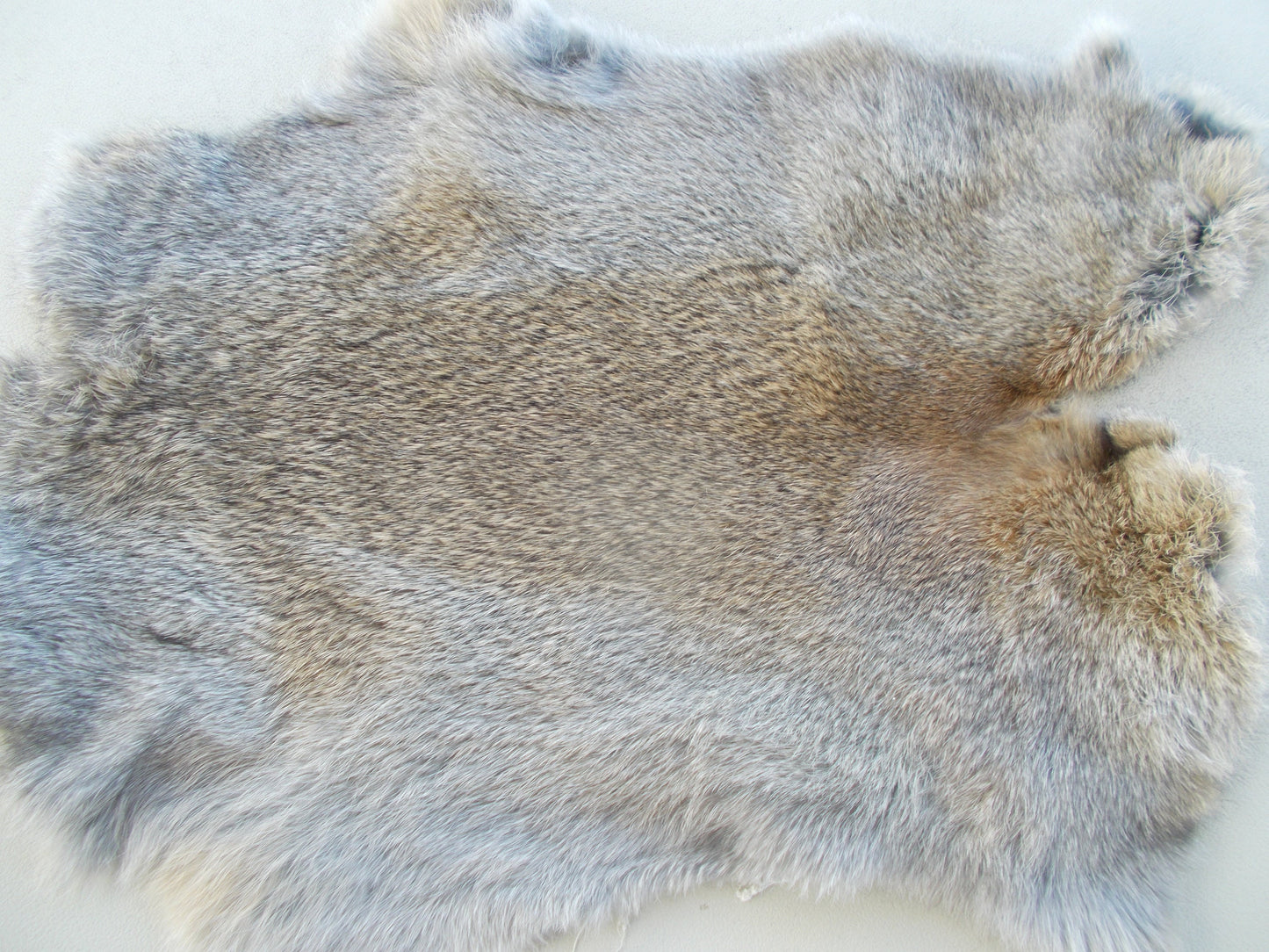 Real nice, printed Pack mule print on brownish grey rabbit fur measures 16" x 12"
