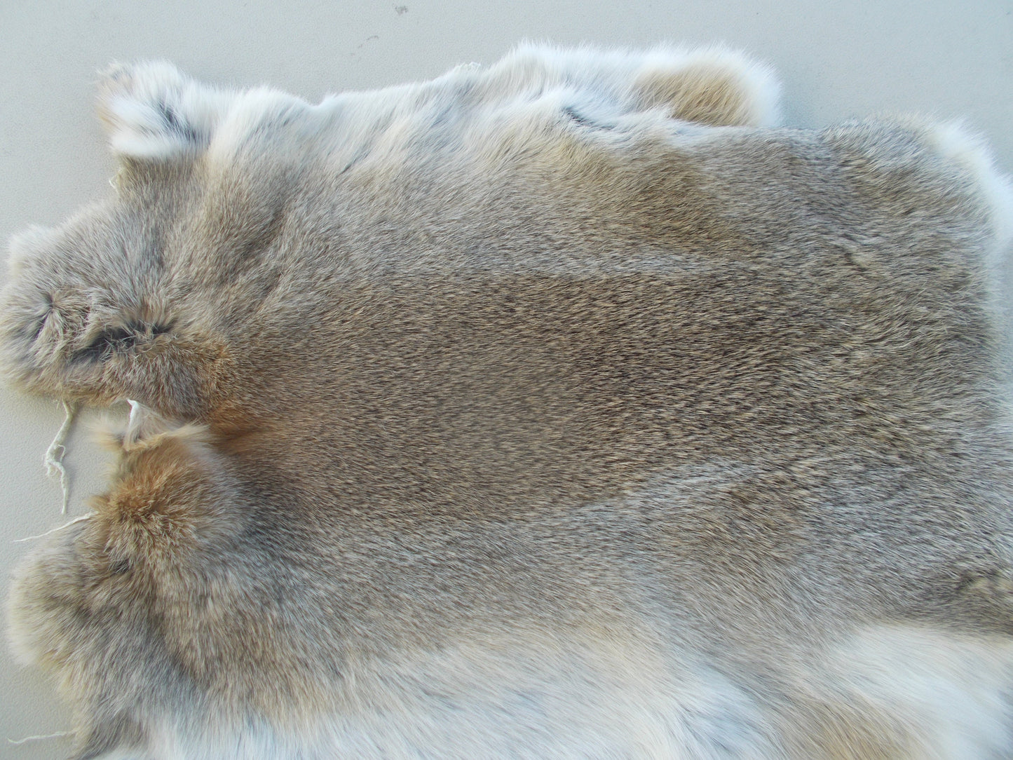 Real nice, printed big horn sheep print on brownish grey rabbit fur measures 15" x 13"