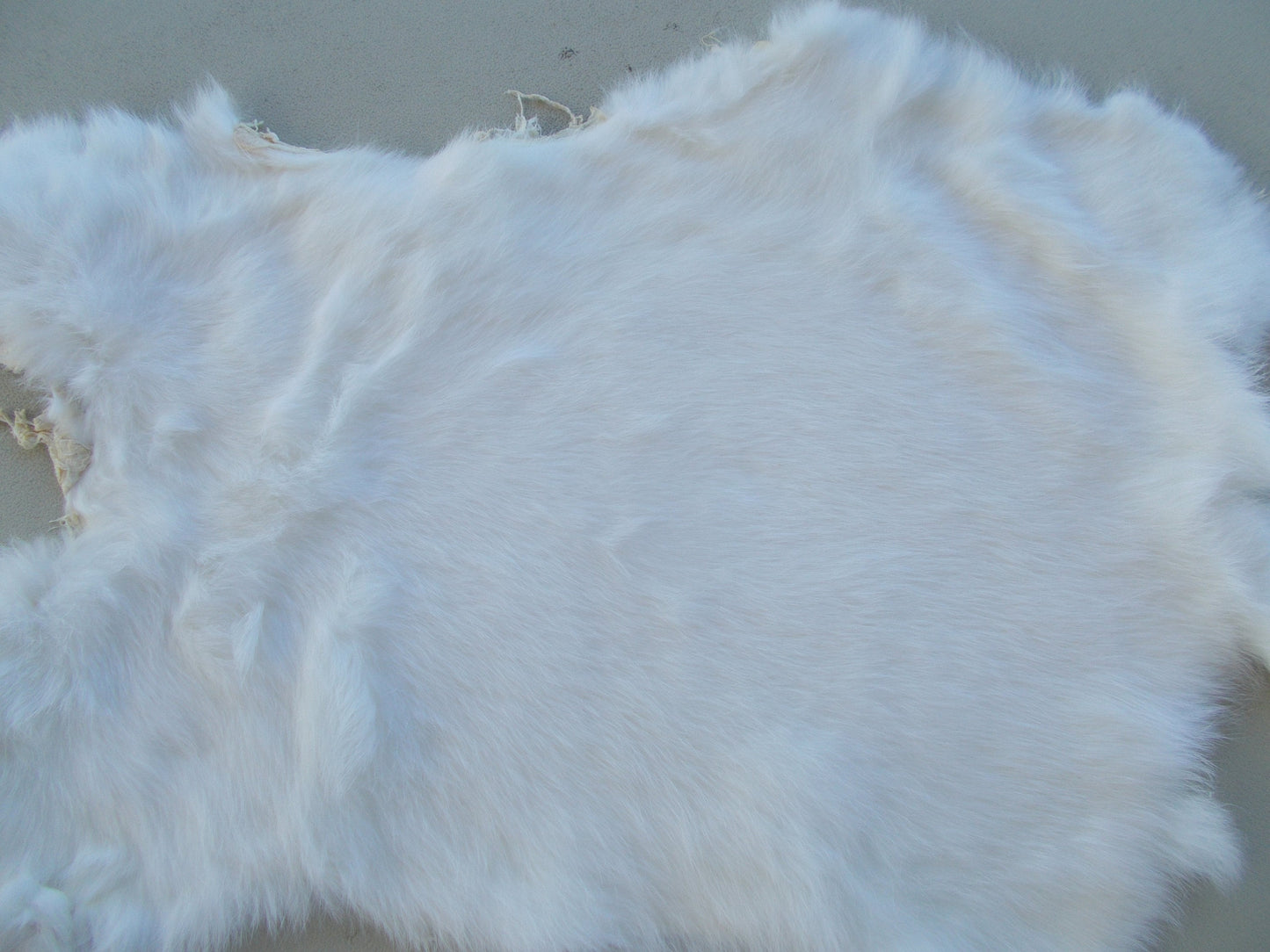 Real nice, printed fighting moose print on white rabbit fur measures 16" x 11"
