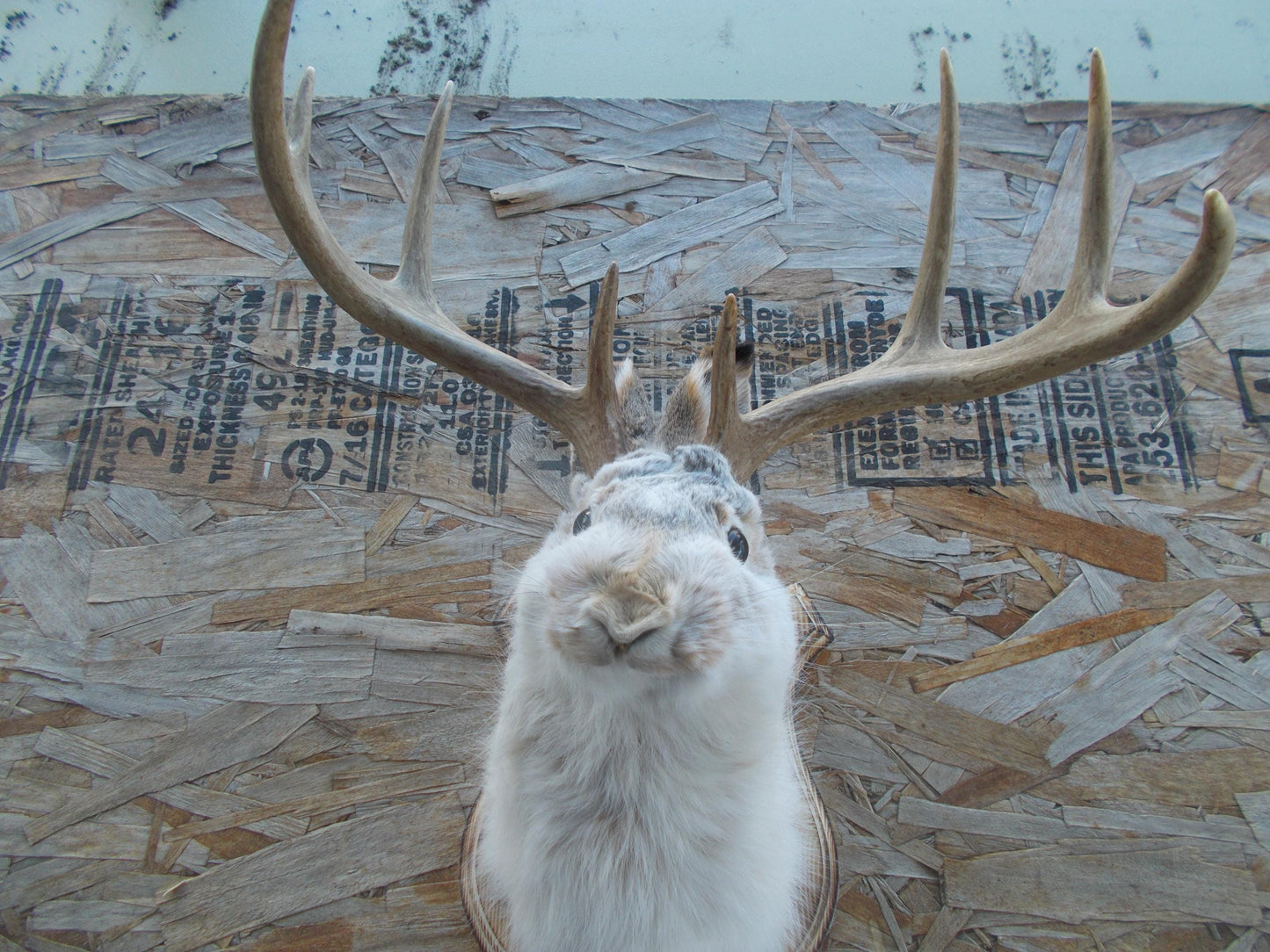 Fresh for taxidermist 8-point w/t deer jackalope comes with free shipping priced for quick sale don't miss out don't get many this big