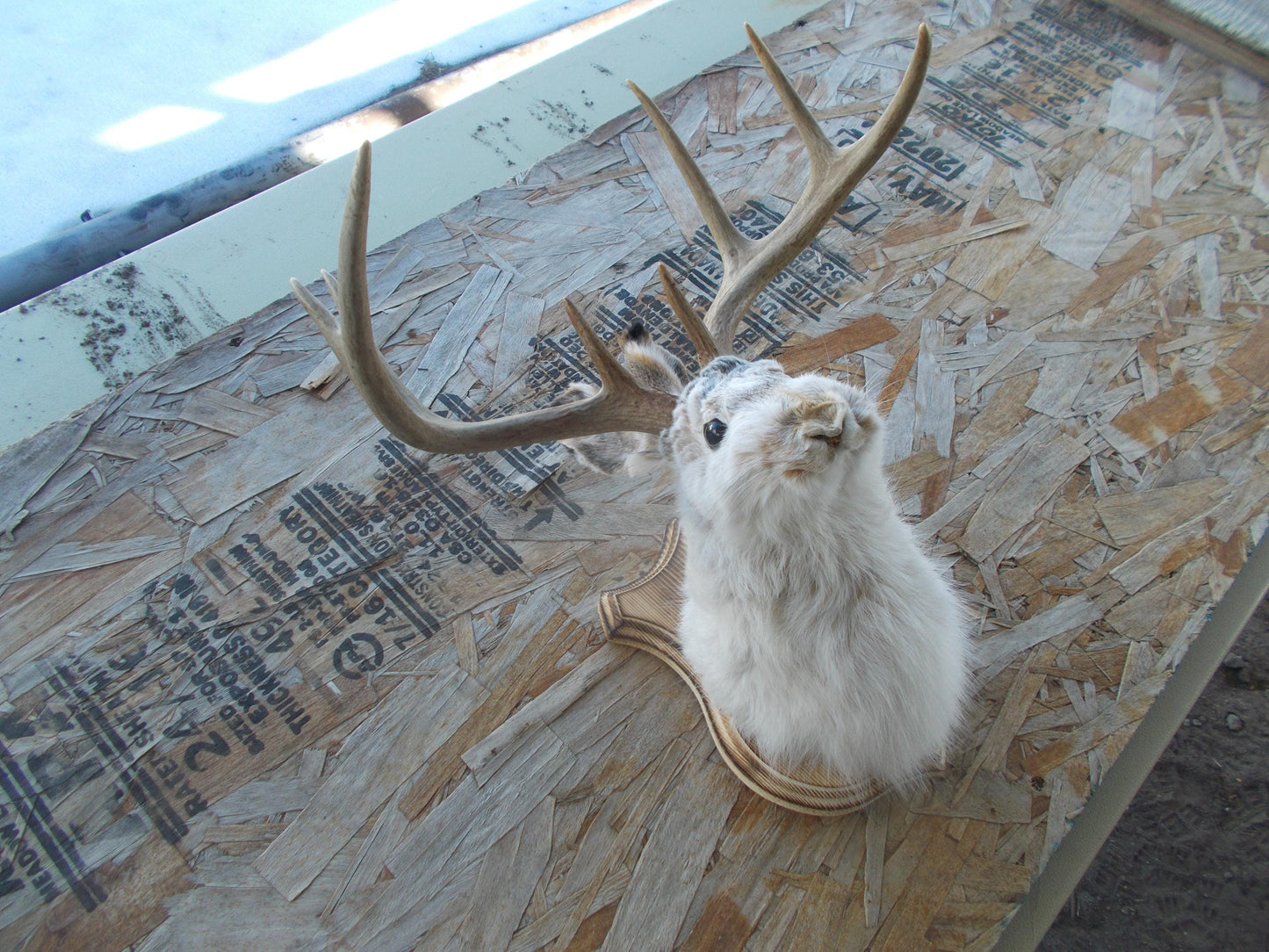Fresh for taxidermist 8-point w/t deer jackalope comes with free shipping priced for quick sale don't miss out don't get many this big