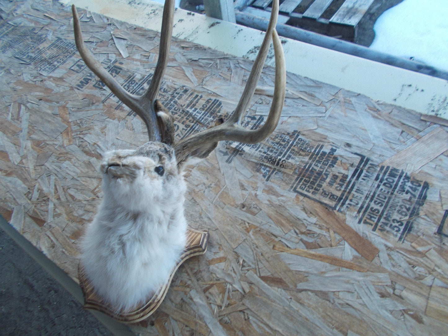 Real nice fresh from taxidermist real nice 4-point mule deer jackalope Don't miss out