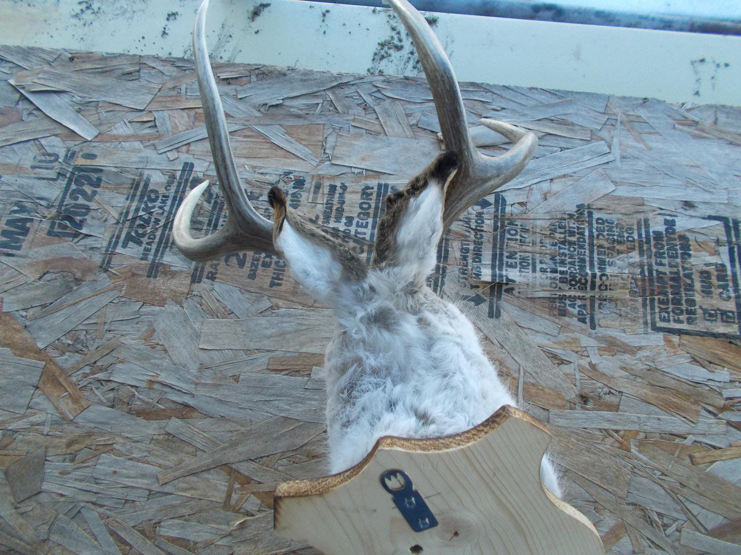 Real nice fresh from taxidermist real nice 4-point mule deer jackalope Don't miss out