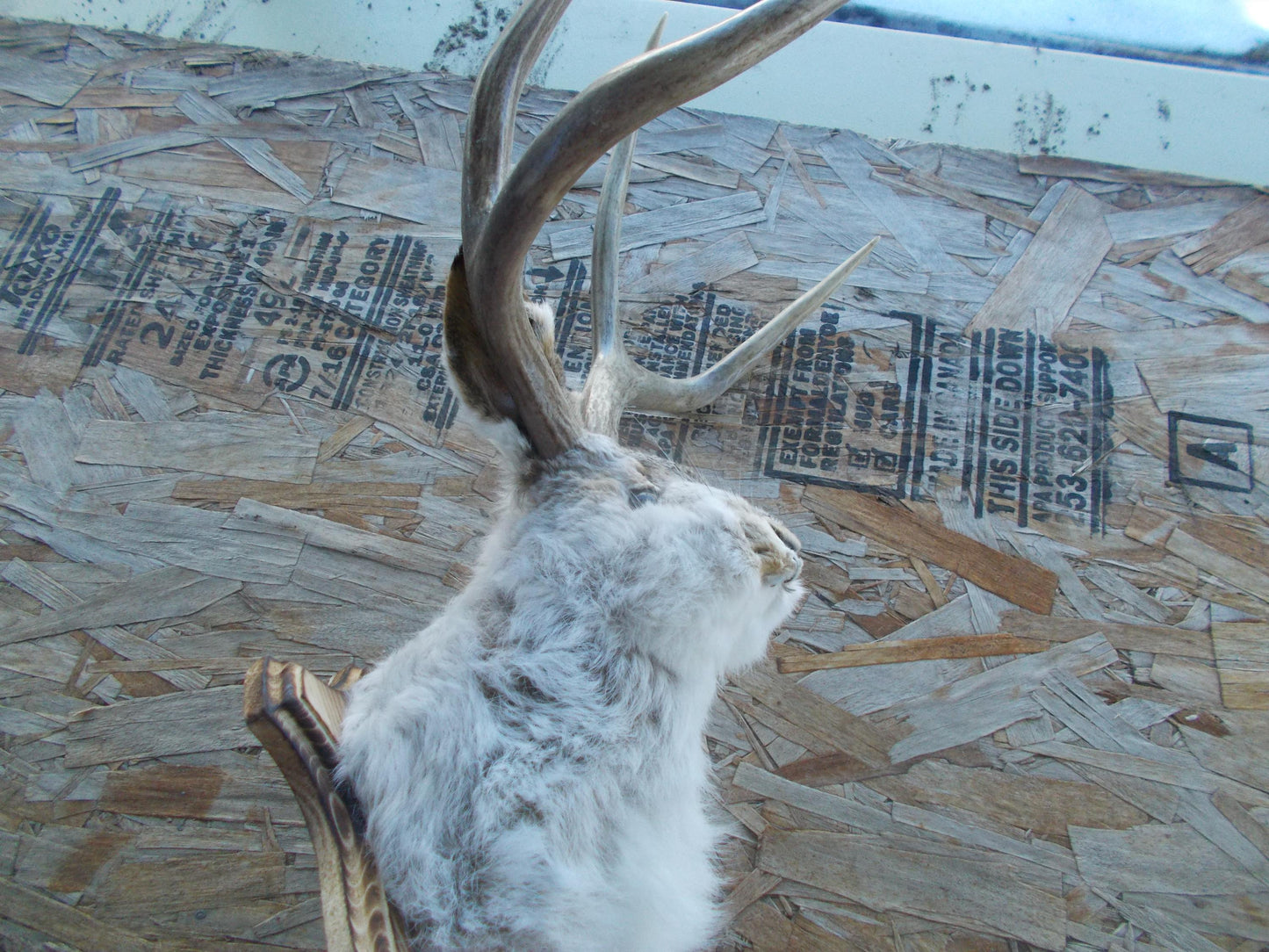 Real nice fresh from taxidermist real nice 4-point mule deer jackalope Don't miss out