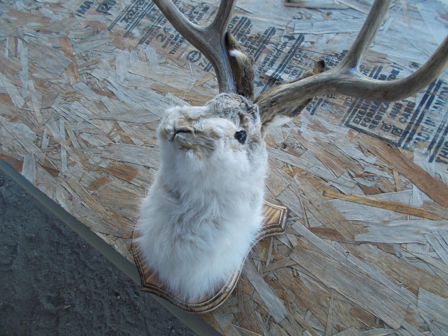 Real nice fresh from taxidermist real nice 4-point mule deer jackalope Don't miss out