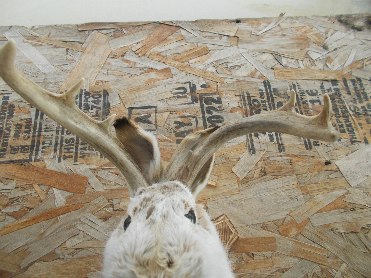 Real nice fresh from taxidermist real neat wide white tail 8-point whitetail deer jackalope