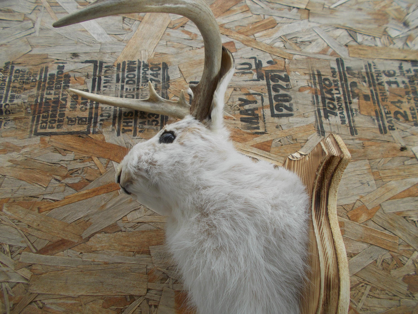 Real nice fresh from taxidermist real neat wide white tail 8-point whitetail deer jackalope