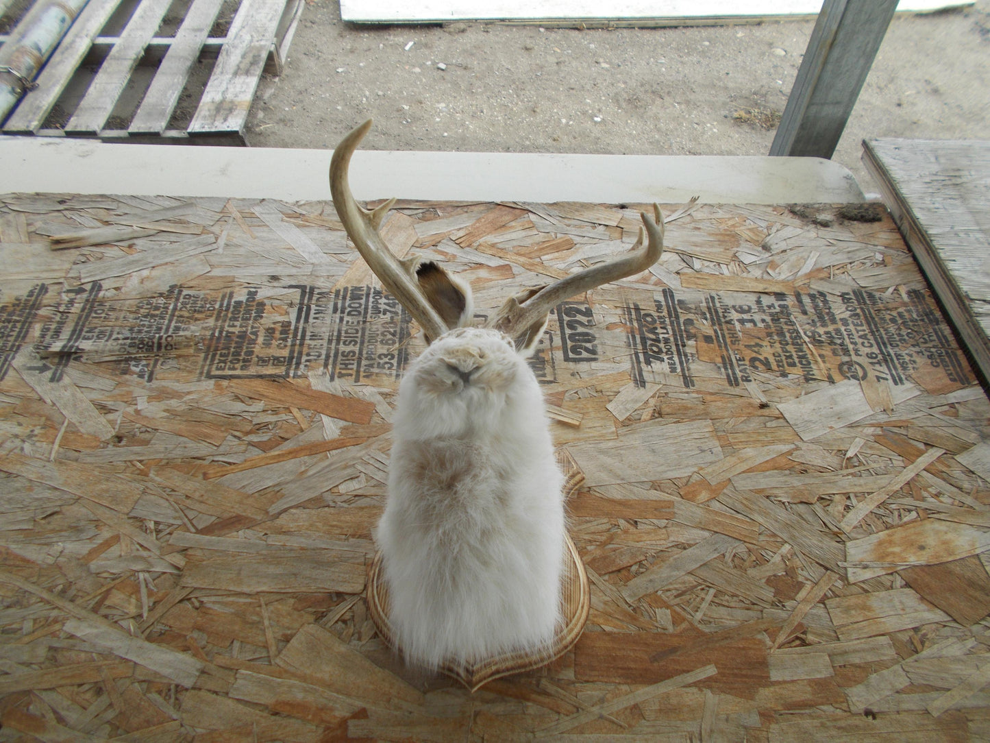 Real nice fresh from taxidermist real neat wide white tail 8-point whitetail deer jackalope