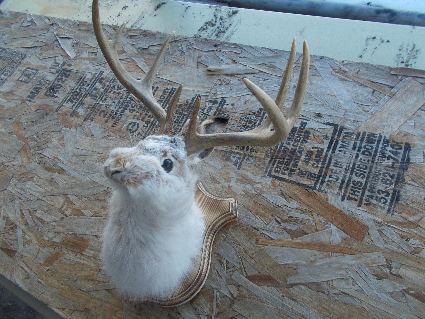 Fresh for taxidermist 8-point w/t deer jackalope comes with free shipping priced for quick sale don't miss out don't get many this big