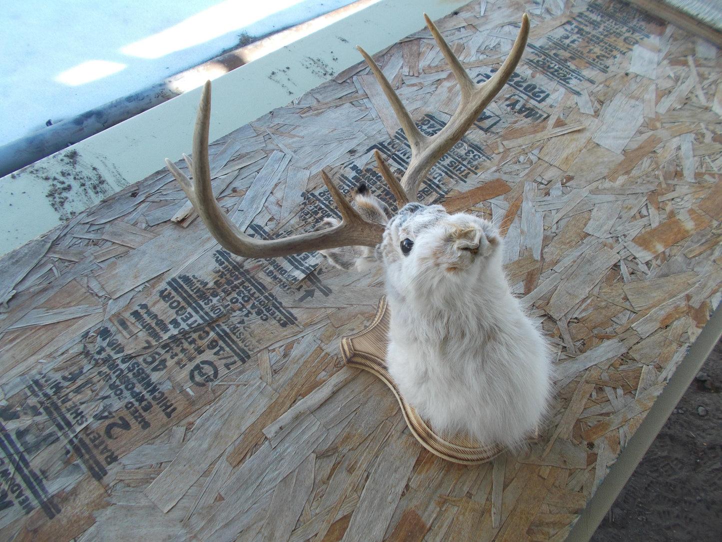 Fresh for taxidermist 8-point w/t deer jackalope comes with free shipping priced for quick sale don't miss out don't get many this big