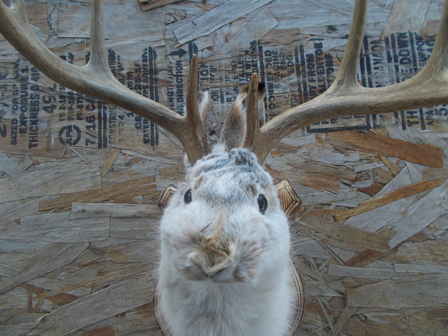 Fresh for taxidermist 8-point w/t deer jackalope comes with free shipping priced for quick sale don't miss out don't get many this big