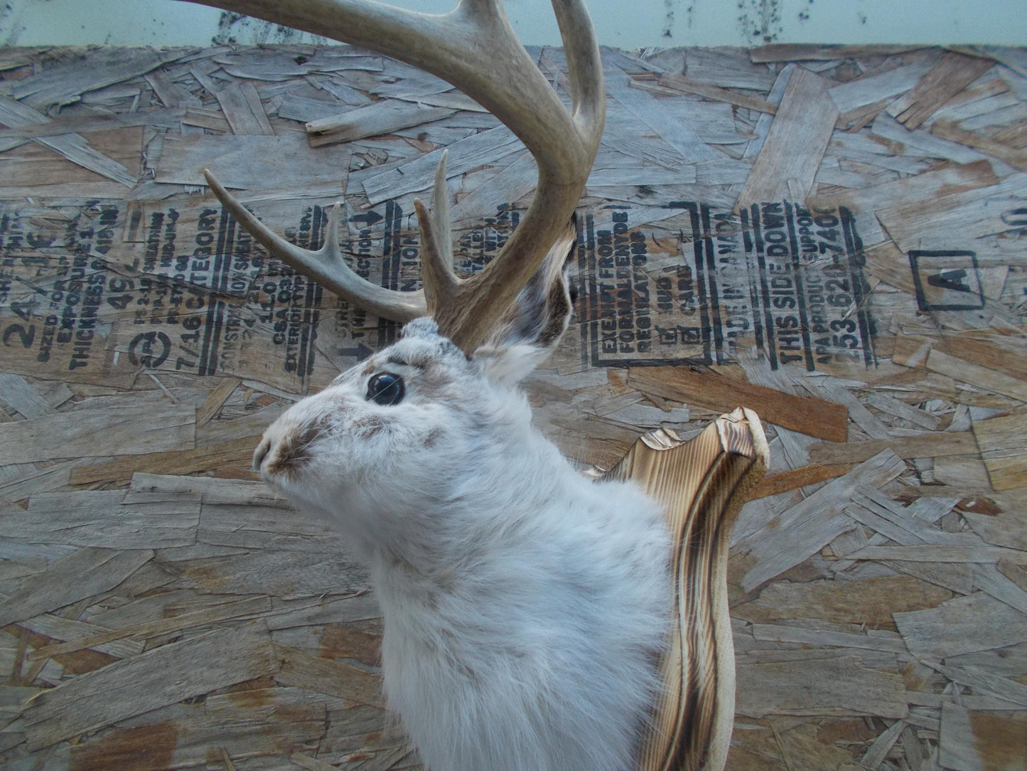 Fresh for taxidermist 8-point w/t deer jackalope comes with free shipping priced for quick sale don't miss out don't get many this big