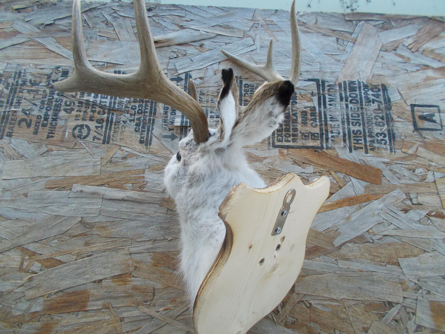 Fresh for taxidermist 8-point w/t deer jackalope comes with free shipping priced for quick sale don't miss out don't get many this big