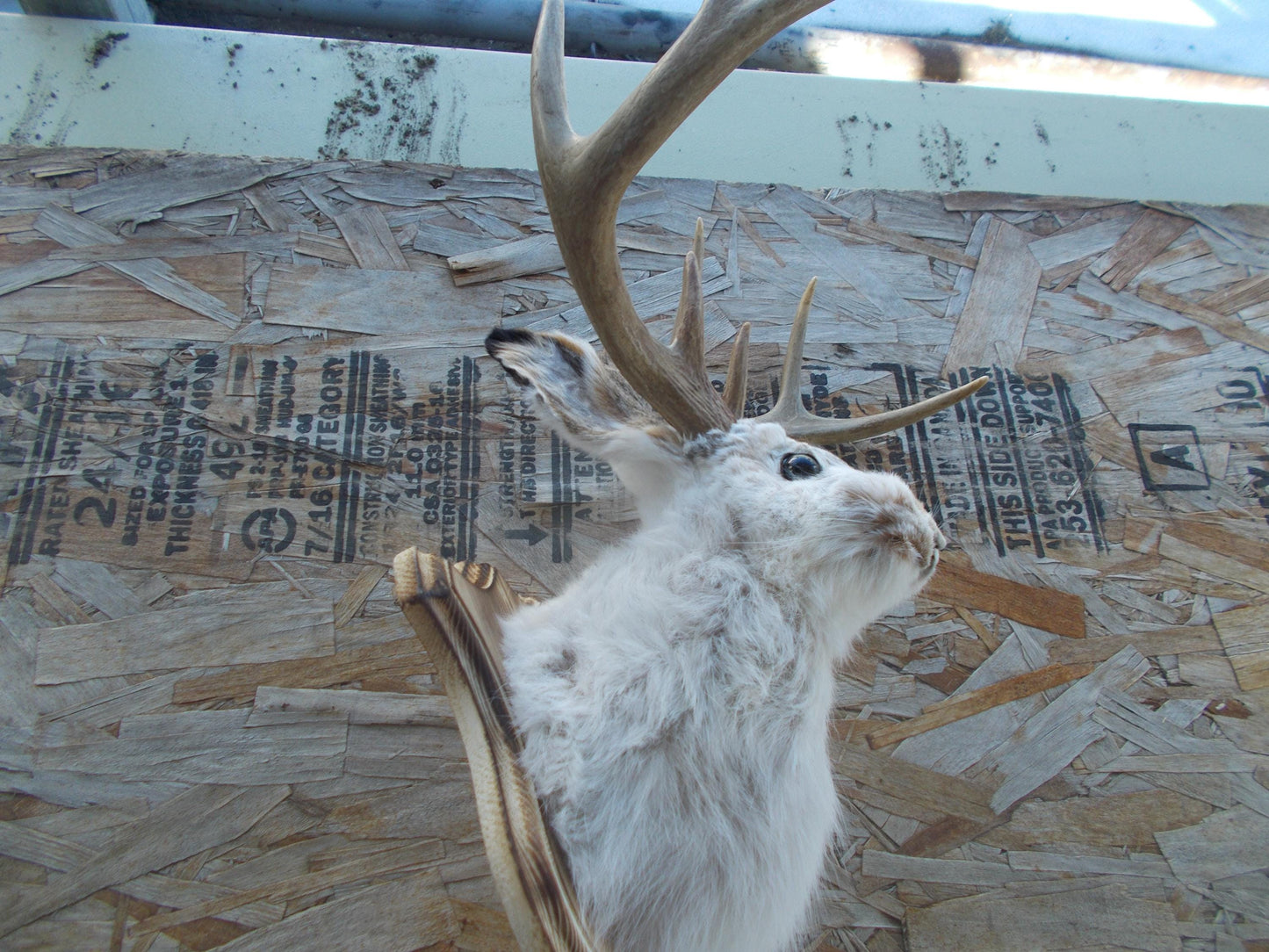 Fresh for taxidermist 8-point w/t deer jackalope comes with free shipping priced for quick sale don't miss out don't get many this big