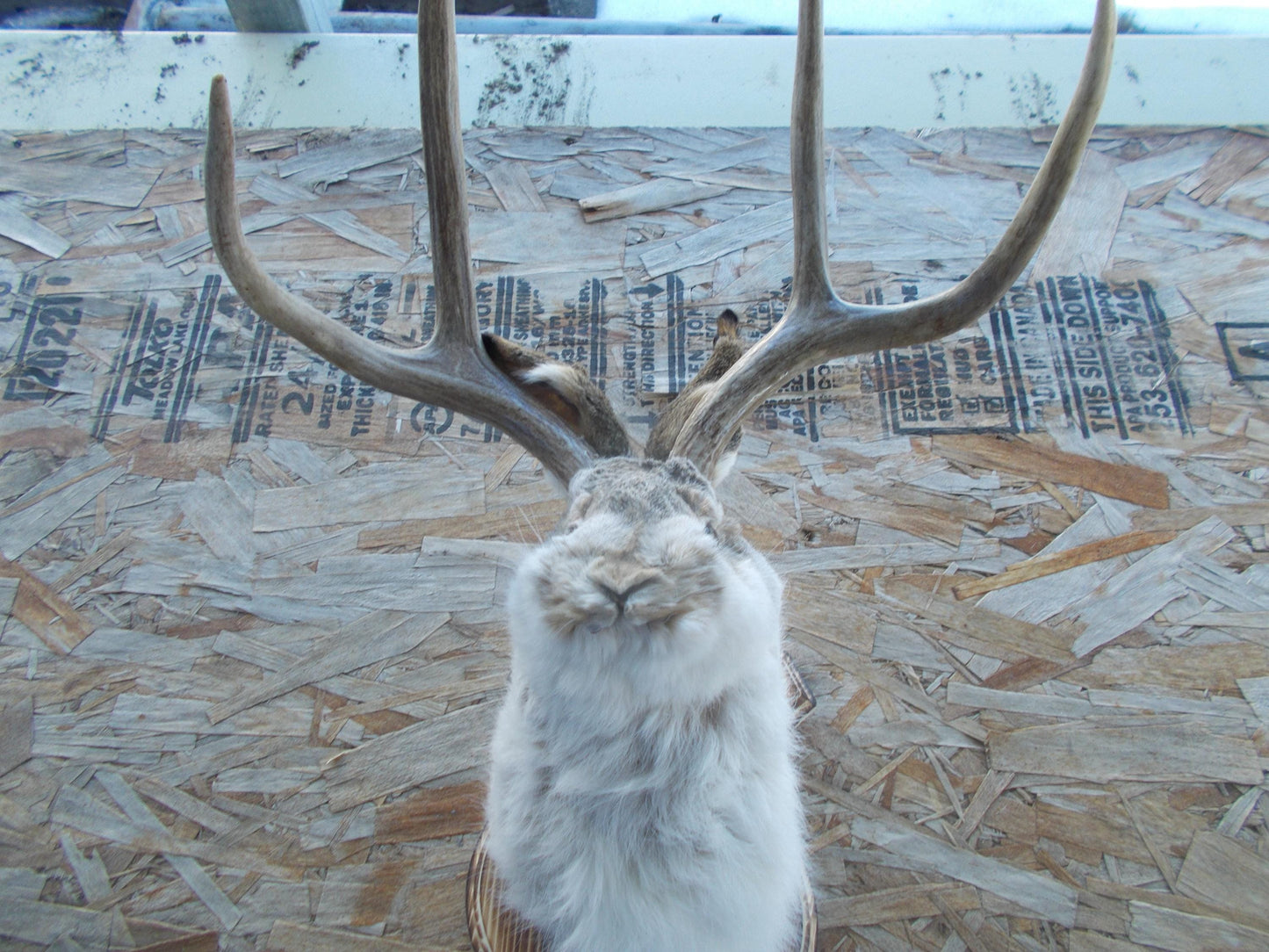 Real nice fresh from taxidermist real nice 4-point mule deer jackalope Don't miss out