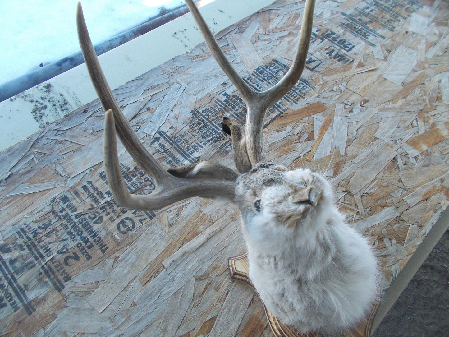 Real nice fresh from taxidermist real nice 4-point mule deer jackalope Don't miss out