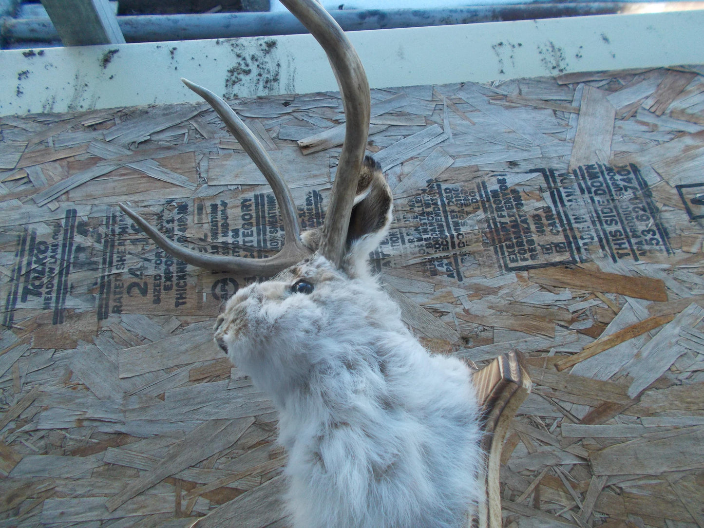 Real nice fresh from taxidermist real nice 4-point mule deer jackalope Don't miss out