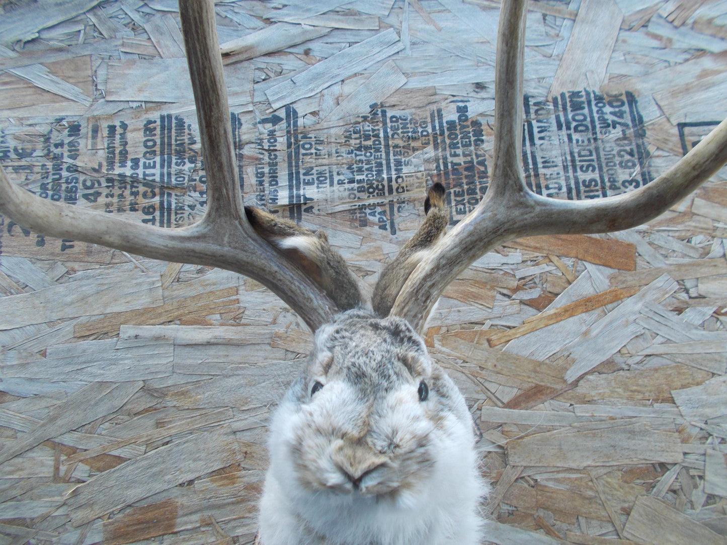 Real nice fresh from taxidermist real nice 4-point mule deer jackalope Don't miss out
