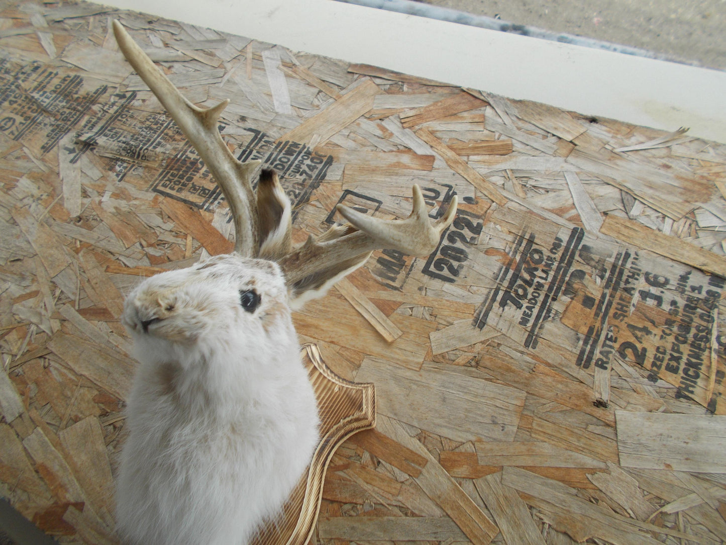 Real nice fresh from taxidermist real neat wide white tail 8-point whitetail deer jackalope