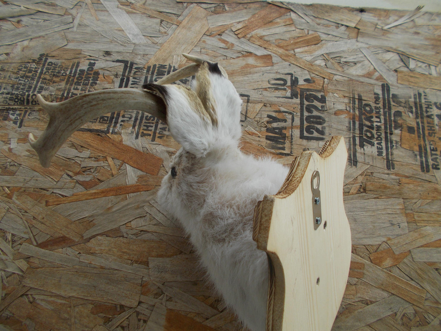 Real nice fresh from taxidermist real neat wide white tail 8-point whitetail deer jackalope