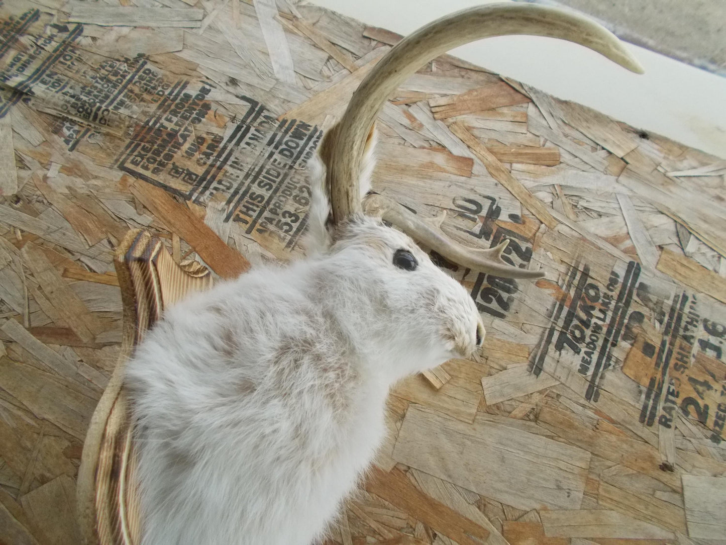Real nice fresh from taxidermist real neat wide white tail 8-point whitetail deer jackalope
