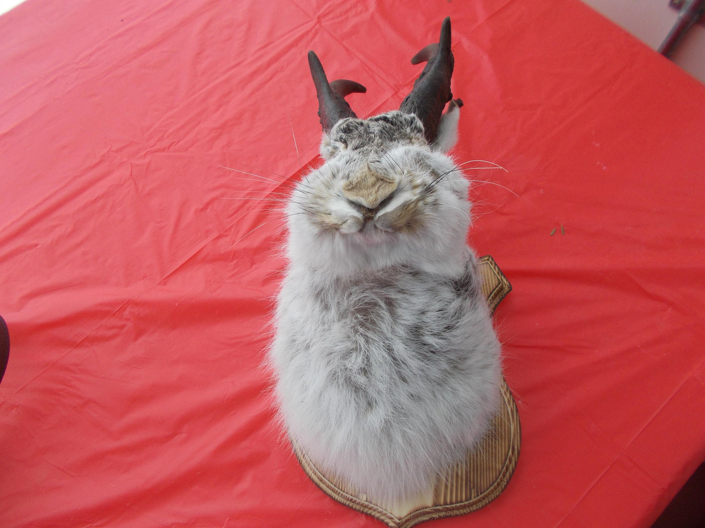 Here i have a Fresh from Taxidermist Jackalope oh i mean Goat Alope made with antelope horns Dont miss out Only one i have