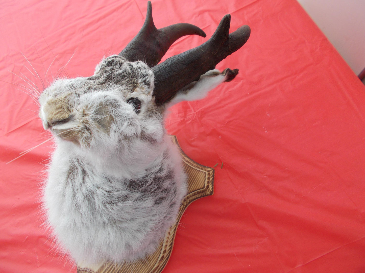 Here i have a Fresh from Taxidermist Jackalope oh i mean Goat Alope made with antelope horns Dont miss out Only one i have
