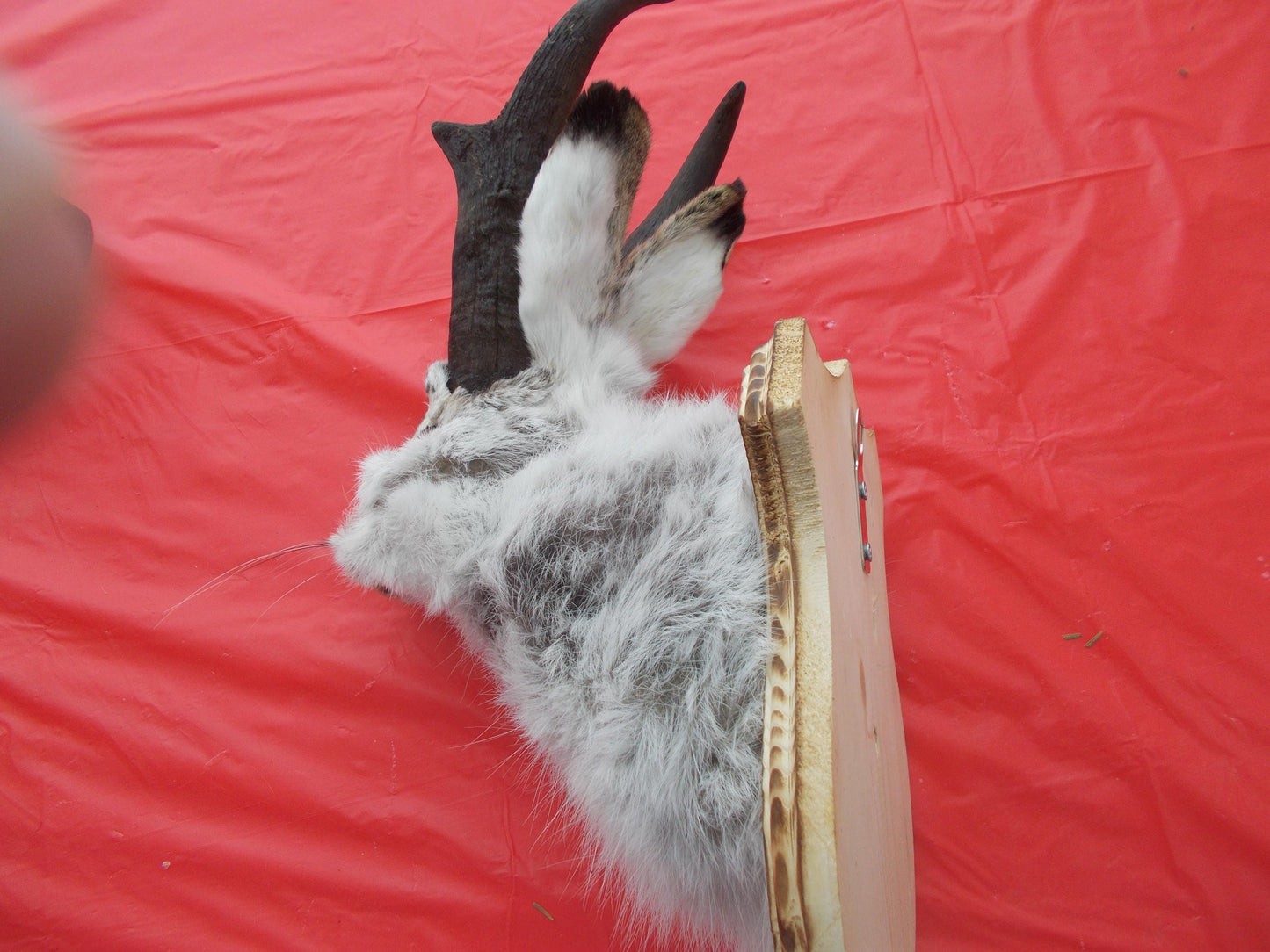 Here i have a Fresh from Taxidermist Jackalope oh i mean Goat Alope made with antelope horns Dont miss out Only one i have