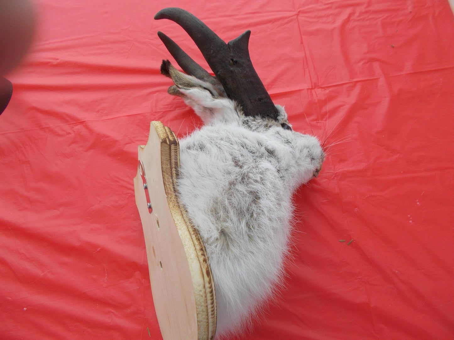 Here i have a Fresh from Taxidermist Jackalope oh i mean Goat Alope made with antelope horns Dont miss out Only one i have
