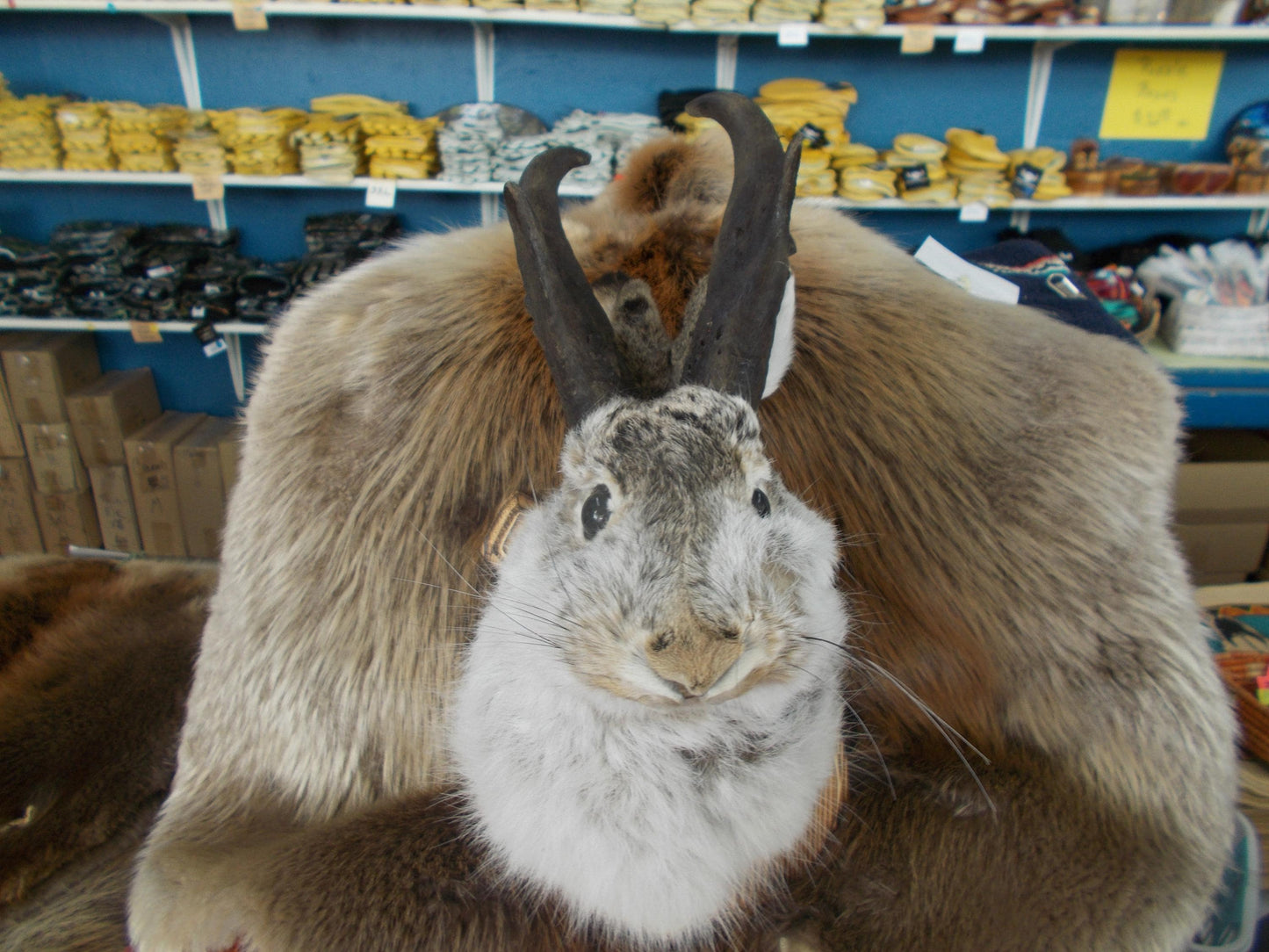 Here i have a Fresh from Taxidermist Jackalope oh i mean Goat Alope made with antelope horns Dont miss out Only one i have