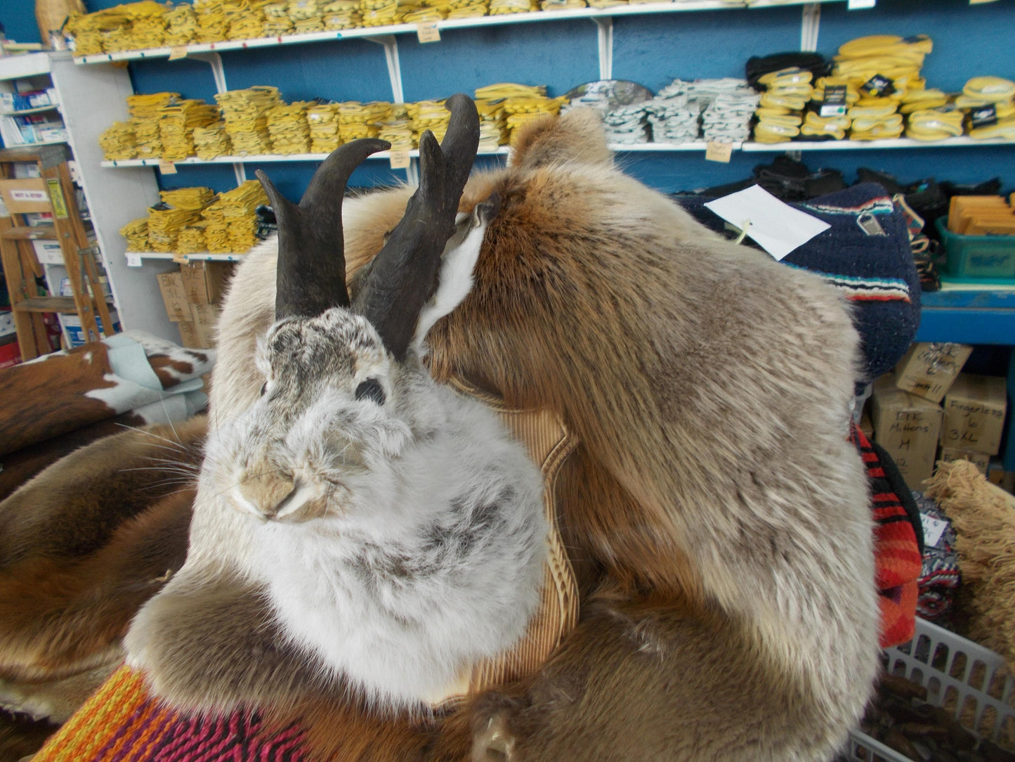 Here i have a Fresh from Taxidermist Jackalope oh i mean Goat Alope made with antelope horns Dont miss out Only one i have
