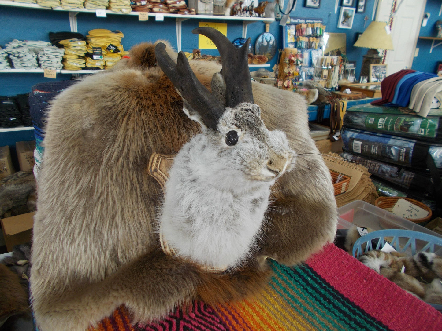Here i have a Fresh from Taxidermist Jackalope oh i mean Goat Alope made with antelope horns Dont miss out Only one i have