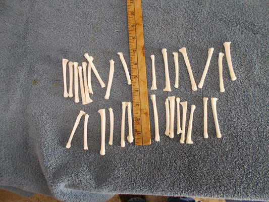 Here i Have 30 Coyote Toe Bones That Have Been Boiled Clean & Peroxided Great For Crafts