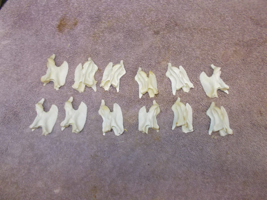 Here I Have 12 Coyote Vertebrate Bones Great For Your Crafts Peroxided White