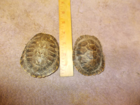 Here i have 2 red ear turtle shells measure around 3 1/2" great for crafts