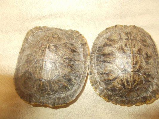 Here i have 2 red ear turtle shells measure around 3" great for crafts