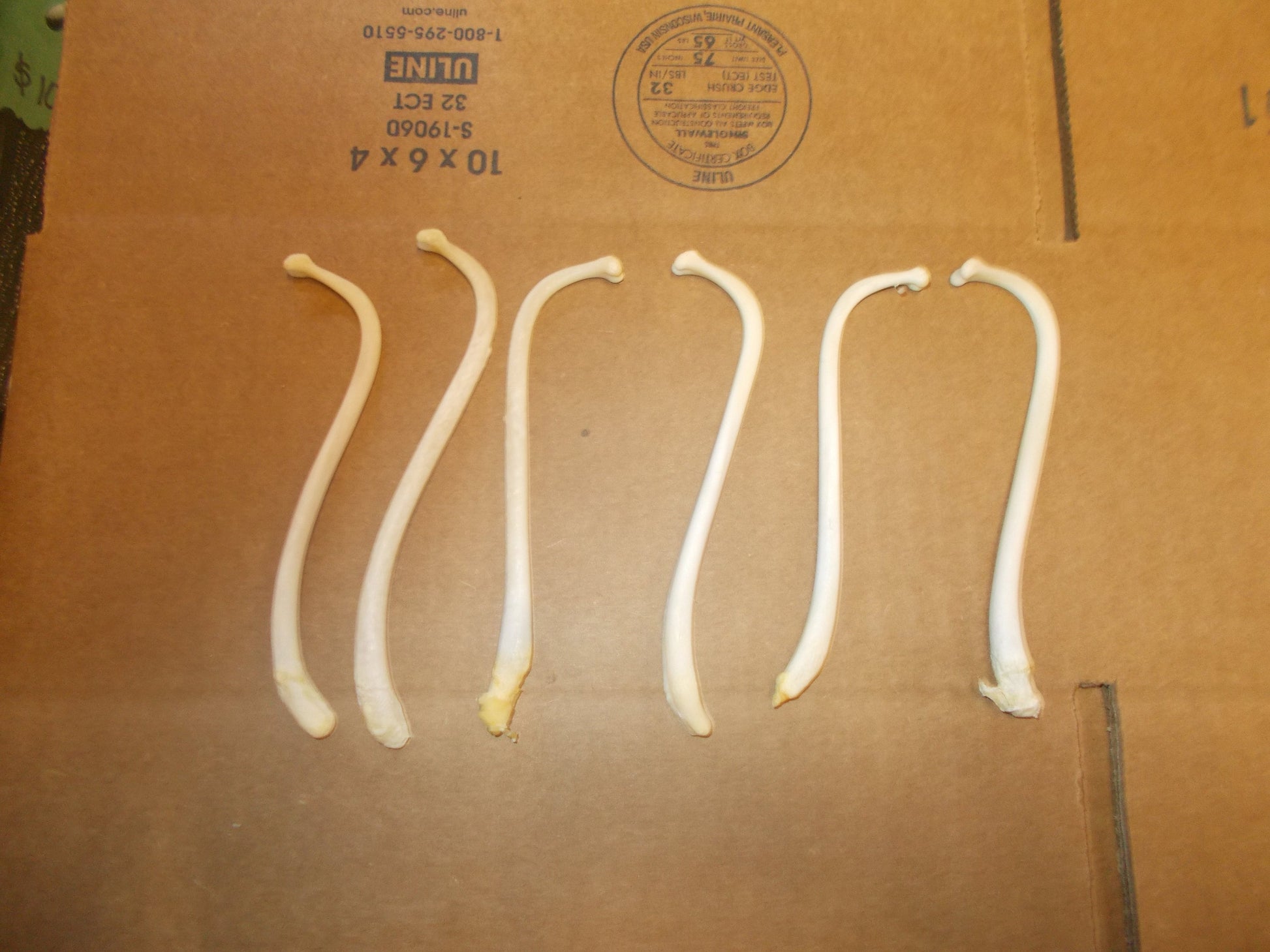 6 Ex large Baculum Oosik, Raccoon Penis Bone Mountain Man Toothpick Peroxided