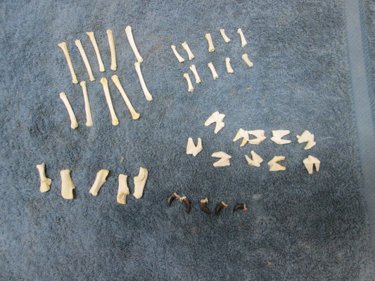 Coyote Bones Teeth Claws 5 Foot 10 Molar 10 Toe 10 Knuckle & 5 Claws peroxided accept claws