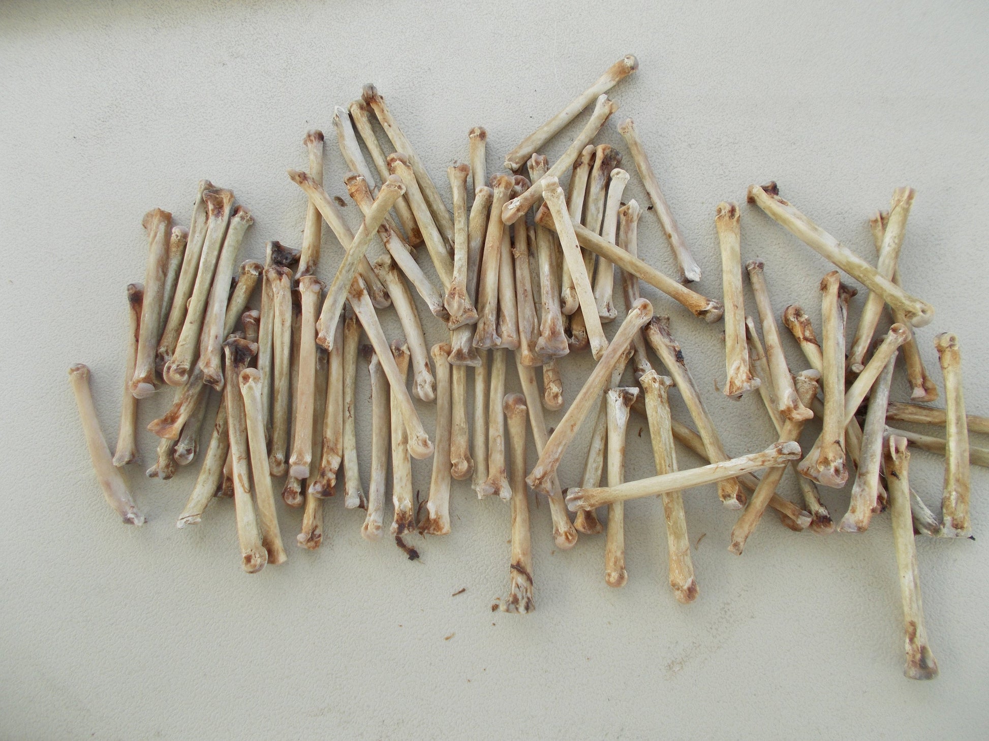 75 Coyote toe Bones From Montana Coyote Great For Crafts cleaned and left natural