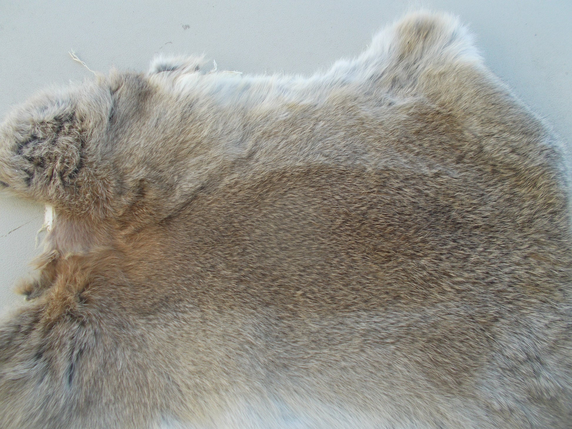 Real nice, printed eagle print on brownish grey rabbit fur measures 16" x 12"