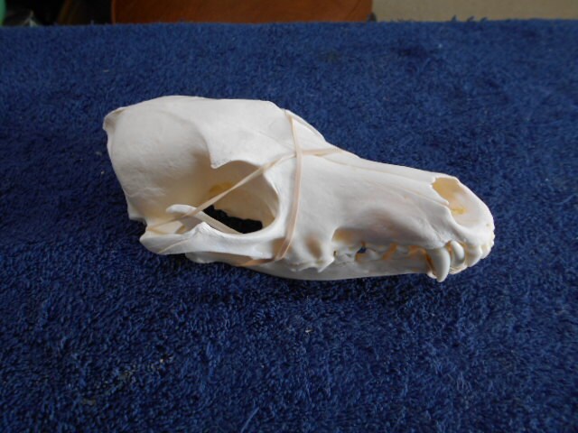 Here I Have A Cleaned And Peroxided White #1 Grade Extra Large Coyote Skull From Montana