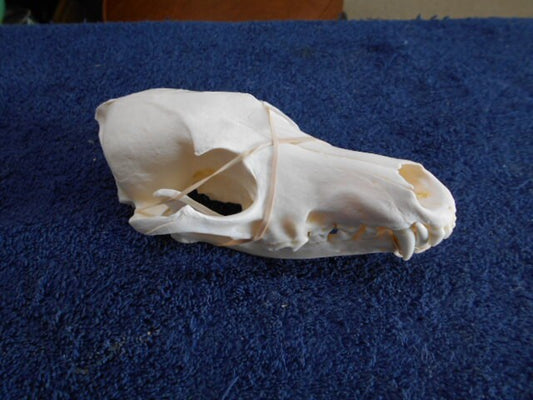 Here I Have A Cleaned And Peroxided White #1 Grade Extra Large Coyote Skull From Montana